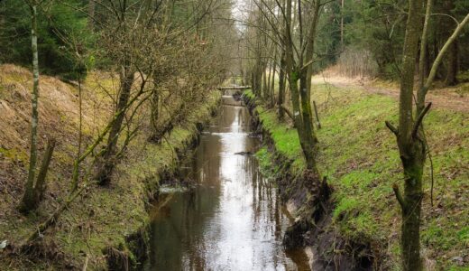 channel, watercourse, drainage, nature, bach, forest, trees, stream, fall, drainage, drainage, drainage, drainage, drainage