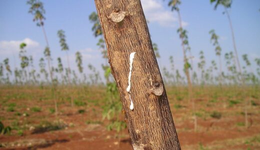 rubber tree, rubber, raw material, cambodia, southeast, asia, so, rubber tree, rubber tree, rubber tree, rubber tree, rubber tree