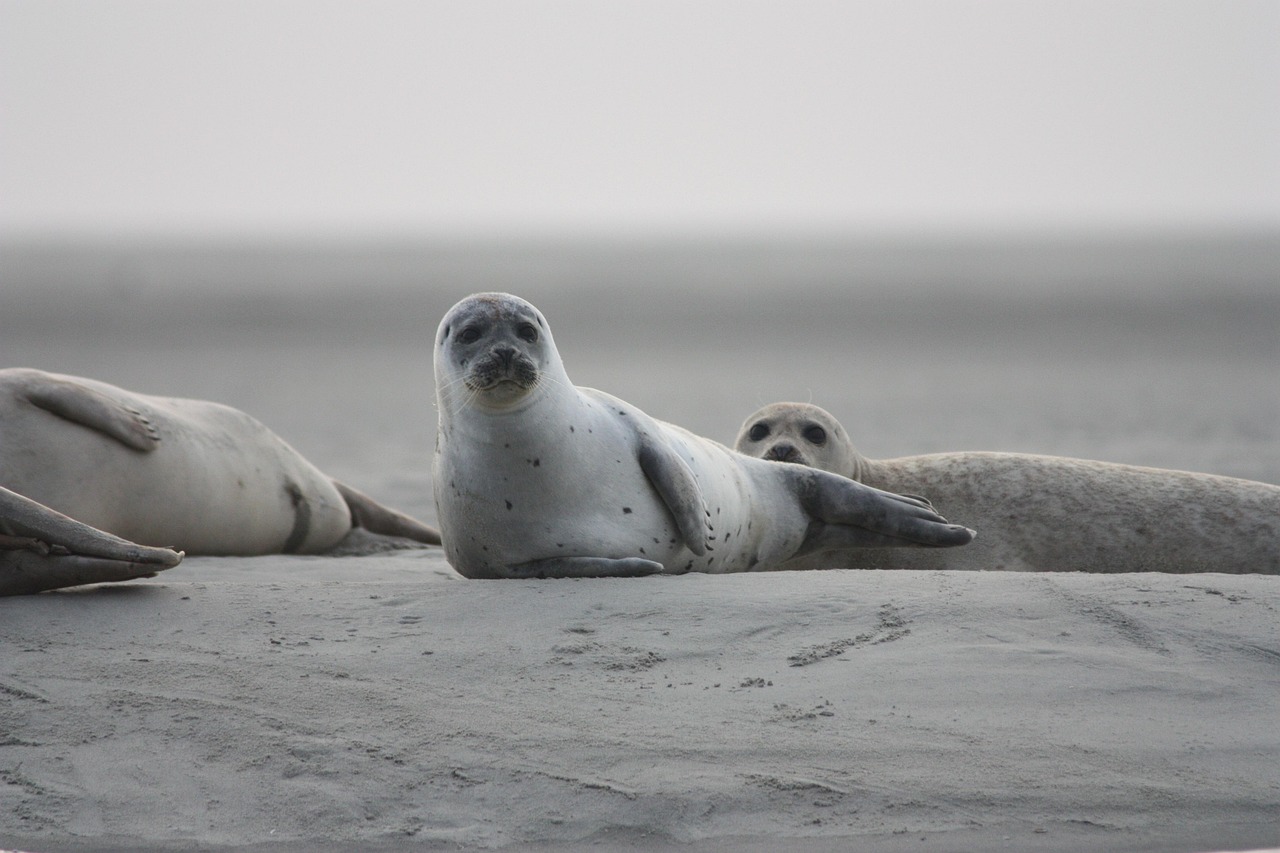 seals veaux marins, seals, savage, nature, sea, mammal, animal, fauna, harbor seal, wildlife, earth day, seals, seals, seals, seals, seals, animal, harbor seal, earth day, earth day, earth day