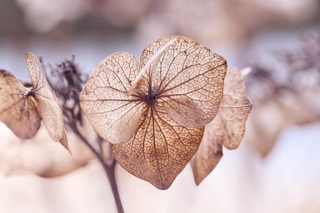 leaves, dry, hydrangea, plant, botany, wilted, faded, fall, nature