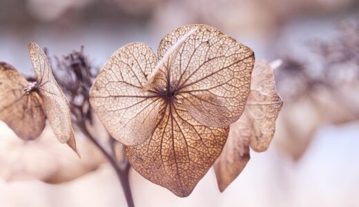 leaves, dry, hydrangea, plant, botany, wilted, faded, fall, nature