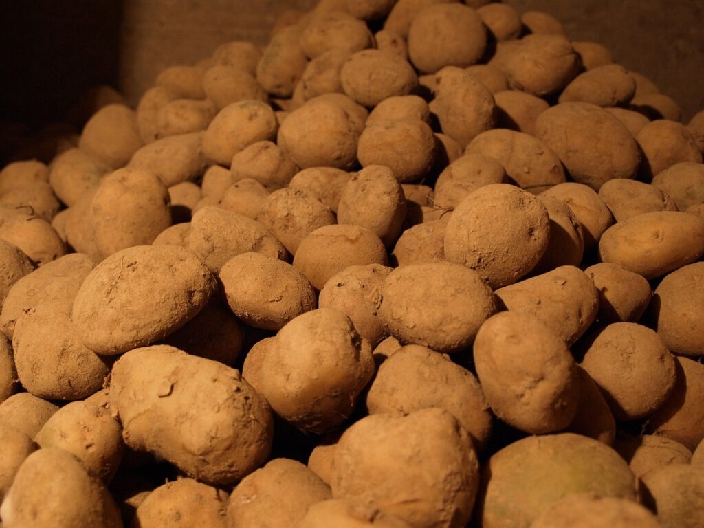 potatoes, basement, natural vegetables, eco food, potatoes, potatoes, potatoes, potatoes, potatoes