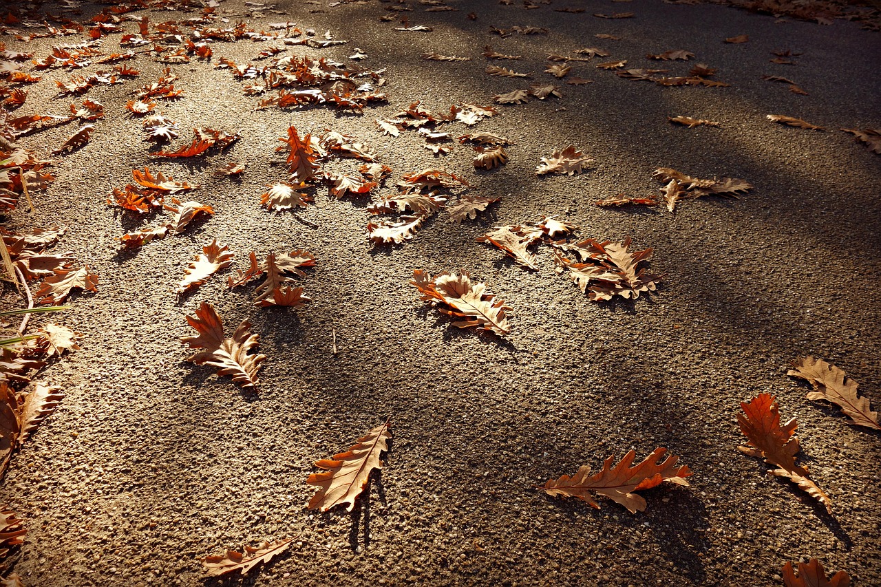 road, surface, bitumen, autumn leaves, fallen, oak, autumn colors, sunlight, park, brown road, brown park