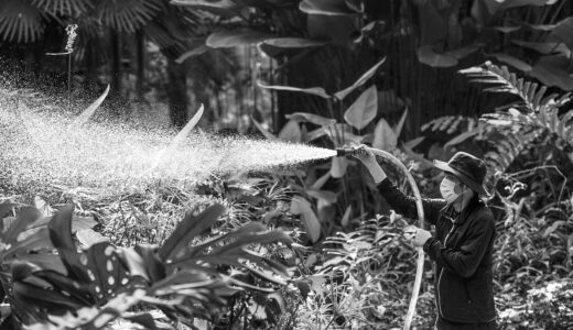 spray, sprayer, water, watering, plant, botanical garden, worker, nature, gray-scale, black and white photo, man, working