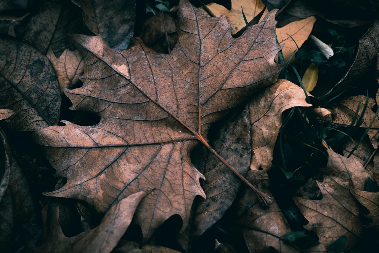 autumn, leaves, fall, dry leaves, dry, forest, forest floor, forest ground, maple, maple leaf, nature, outdoor, season, leaf vein, vein, color, seasonal, dry leaves, dry leaves, dry leaves, dry leaves, dry leaves, dry, maple leaf, nature