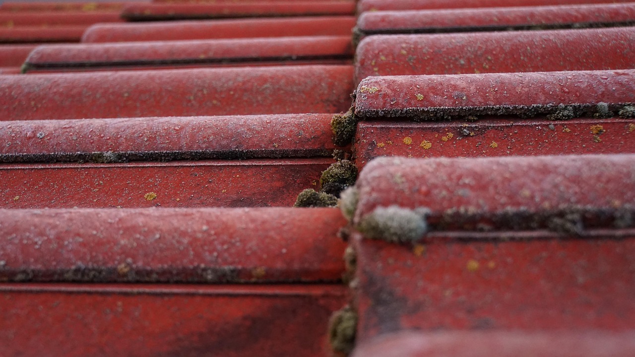 roof tiles, roof, moss, mossy, roofing, red, green, nature, house, plants, wet