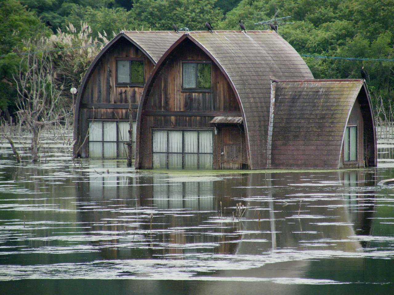 village, flood, nature, submerged, trees, forest, natural, paradise, flooding