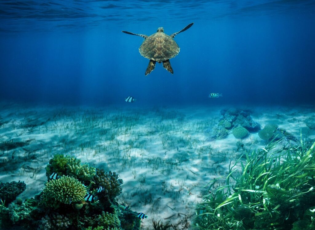 sea turtle, turtle, underwater, coral, seaweed, ocean, sea life, nature, composite