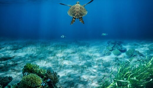sea turtle, turtle, underwater, coral, seaweed, ocean, sea life, nature, composite