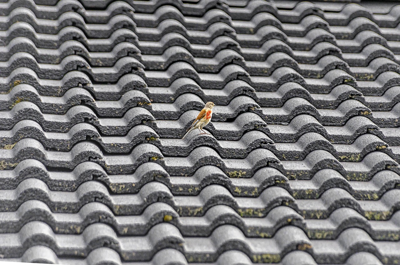 roofing, roof, tile, nature, bird, sparrow, building