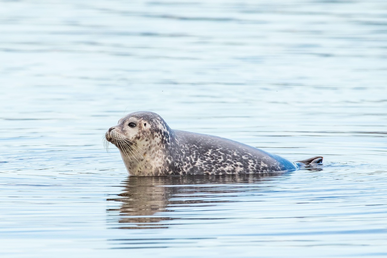 seal, ocean, common seal, harbor seal, phoca vitulina, wild animal, wildlife, nature, seal, common seal, harbor seal, harbor seal, harbor seal, harbor seal, harbor seal, wildlife