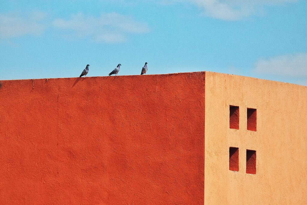 bird, dove, roof, nature, orange, square, minimalism