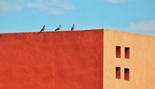 bird, dove, roof, nature, orange, square, minimalism