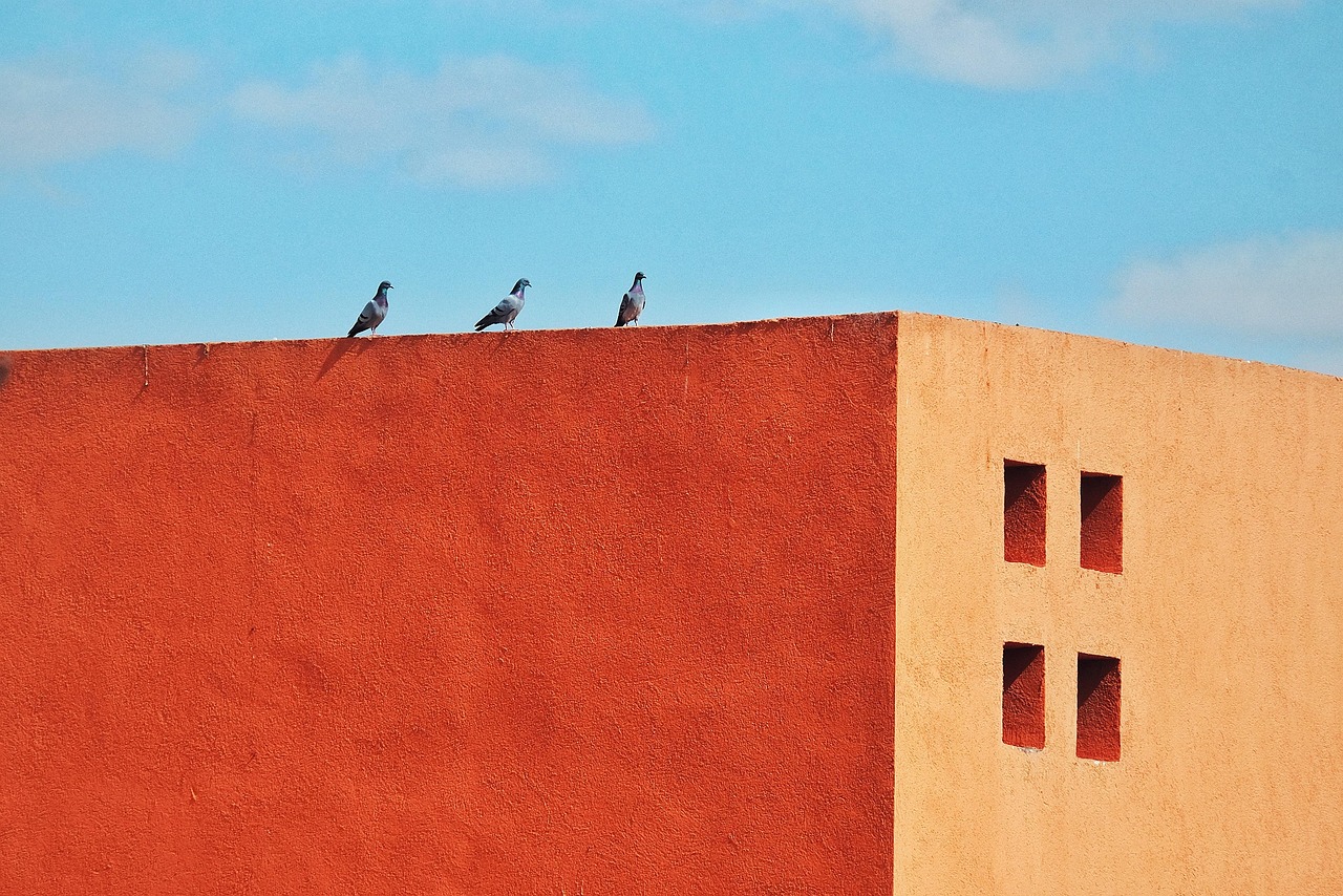 bird, dove, roof, nature, orange, square, minimalism