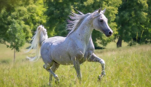 horse, arabian thoroughbred, nature, meadow, mare, trot, stallion, arabian horse, white, summer, animal photography, main and state stud marbach, freedom, famous, beauty, wildlife, gallop, happy, independence, sense of freedom