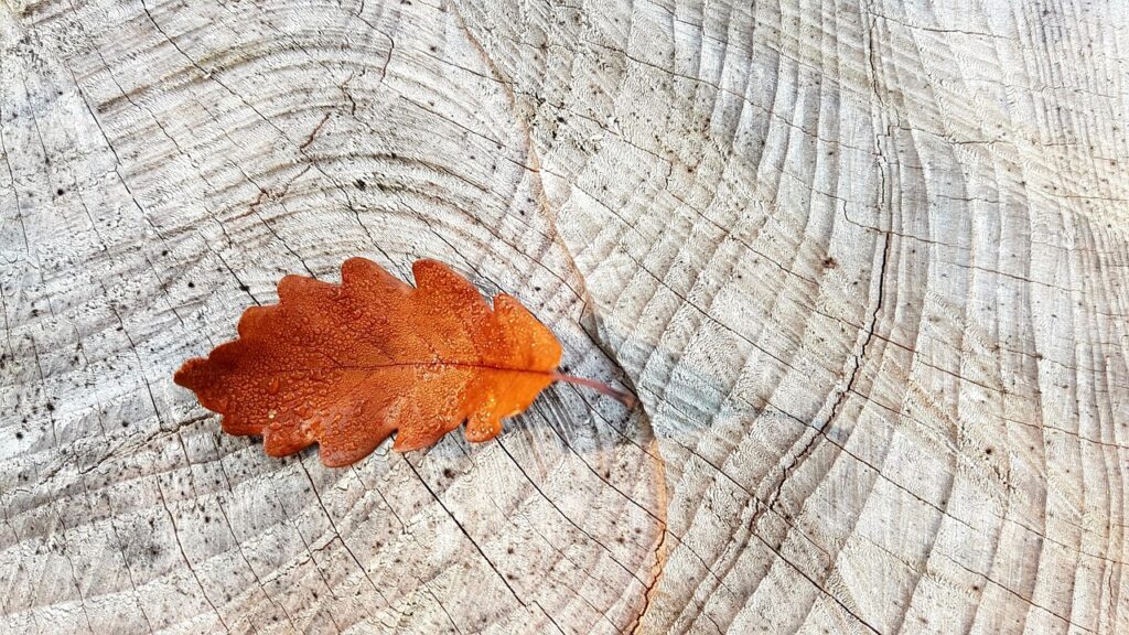 fall, autumn leaves, oak leaf, wood, desktop backgrounds, log, wallpaper 4k, windows wallpaper, 4k wallpaper 1920x1080, grain, annual rings, wallpaper hd, texture, background, structure, hd wallpaper, full hd wallpaper, mac wallpaper, nature, free wallpaper, leaves, laptop wallpaper, leaf, dewdrop, decorative, cool backgrounds, 4k wallpaper, autumn colors, red, free background, orange, beautiful wallpaper, lines, oak leaves, Belgium, Wallonia, Raeren