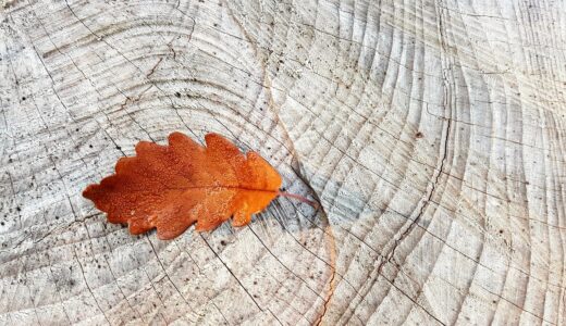 fall, autumn leaves, oak leaf, wood, desktop backgrounds, log, wallpaper 4k, windows wallpaper, 4k wallpaper 1920x1080, grain, annual rings, wallpaper hd, texture, background, structure, hd wallpaper, full hd wallpaper, mac wallpaper, nature, free wallpaper, leaves, laptop wallpaper, leaf, dewdrop, decorative, cool backgrounds, 4k wallpaper, autumn colors, red, free background, orange, beautiful wallpaper, lines, oak leaves, Belgium, Wallonia, Raeren