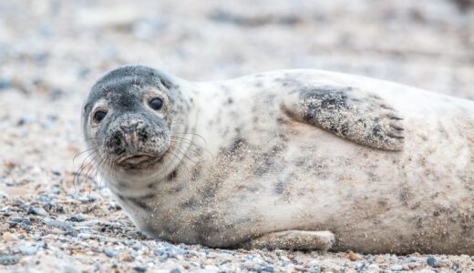 grey seal, sand, beach, nature, animal, animal world, mammal, wild, sea, grey seal, grey seal, grey seal, grey seal, grey seal, beach, beach, beach, beach