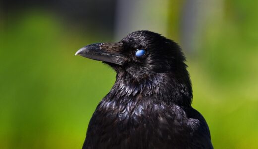 crow, bird, animal, eye, nature, third eyelid, nictitating membrane, beak, plumage