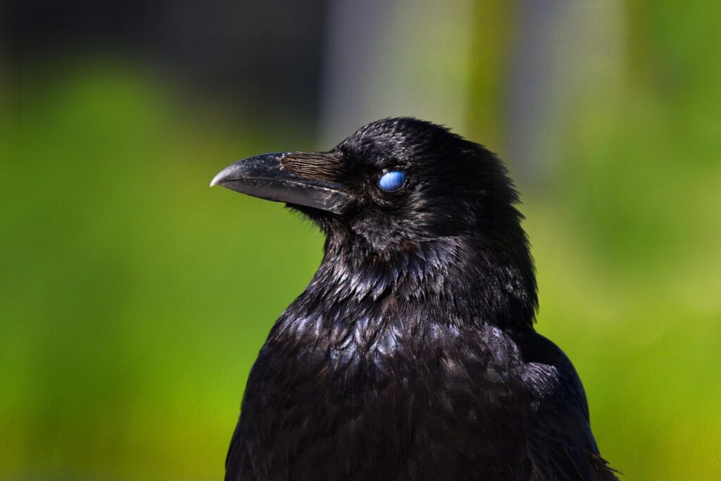 crow, bird, animal, eye, nature, third eyelid, nictitating membrane, beak, plumage