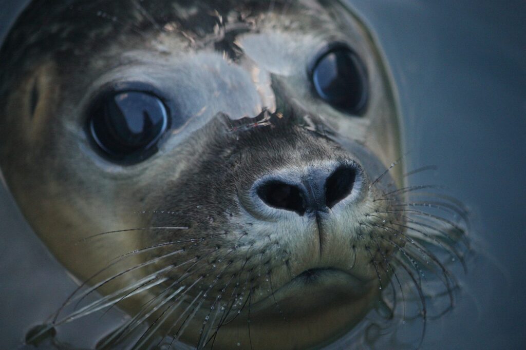 seal, animal, marine mammal, common seal, wildlife, sea creature, mammal, nature, closeup, seal, seal, seal, seal, seal