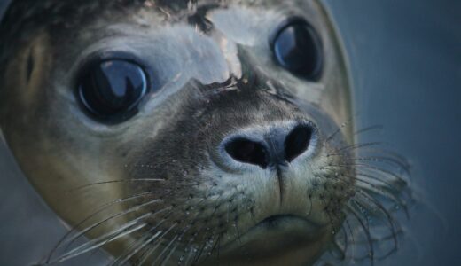 seal, animal, marine mammal, common seal, wildlife, sea creature, mammal, nature, closeup, seal, seal, seal, seal, seal