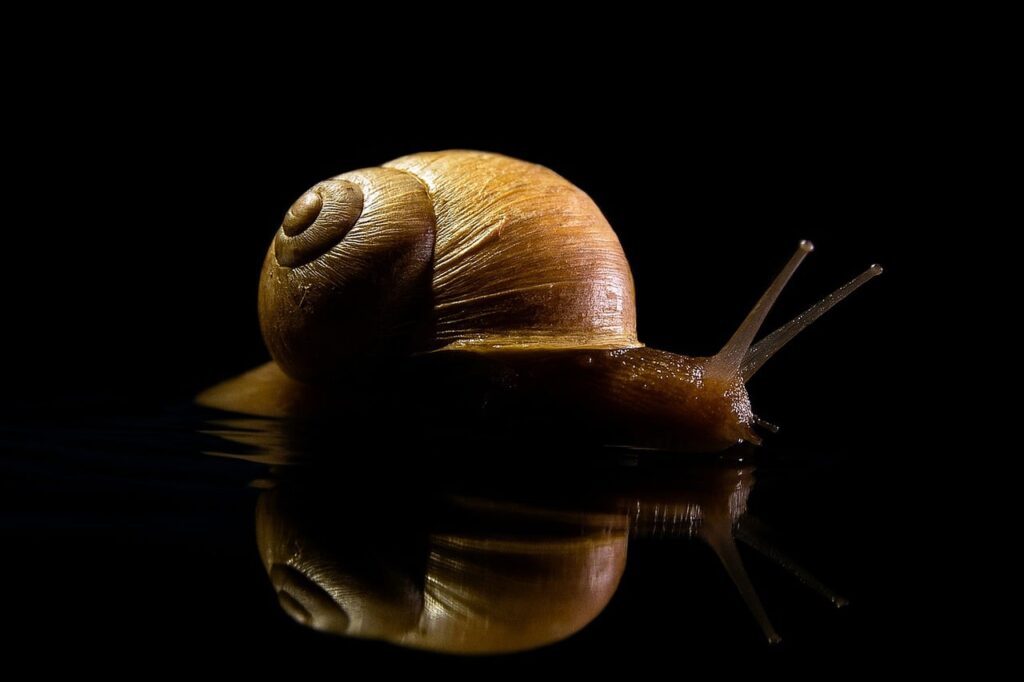 animal, snail, nature, mollusc, mucus, slow, shell