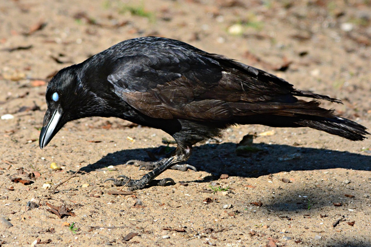 crow, bird, animal, corvidae, feather, plumage, beak, nictitating membrane, third eyelid, nature, wildlife, brown birds
