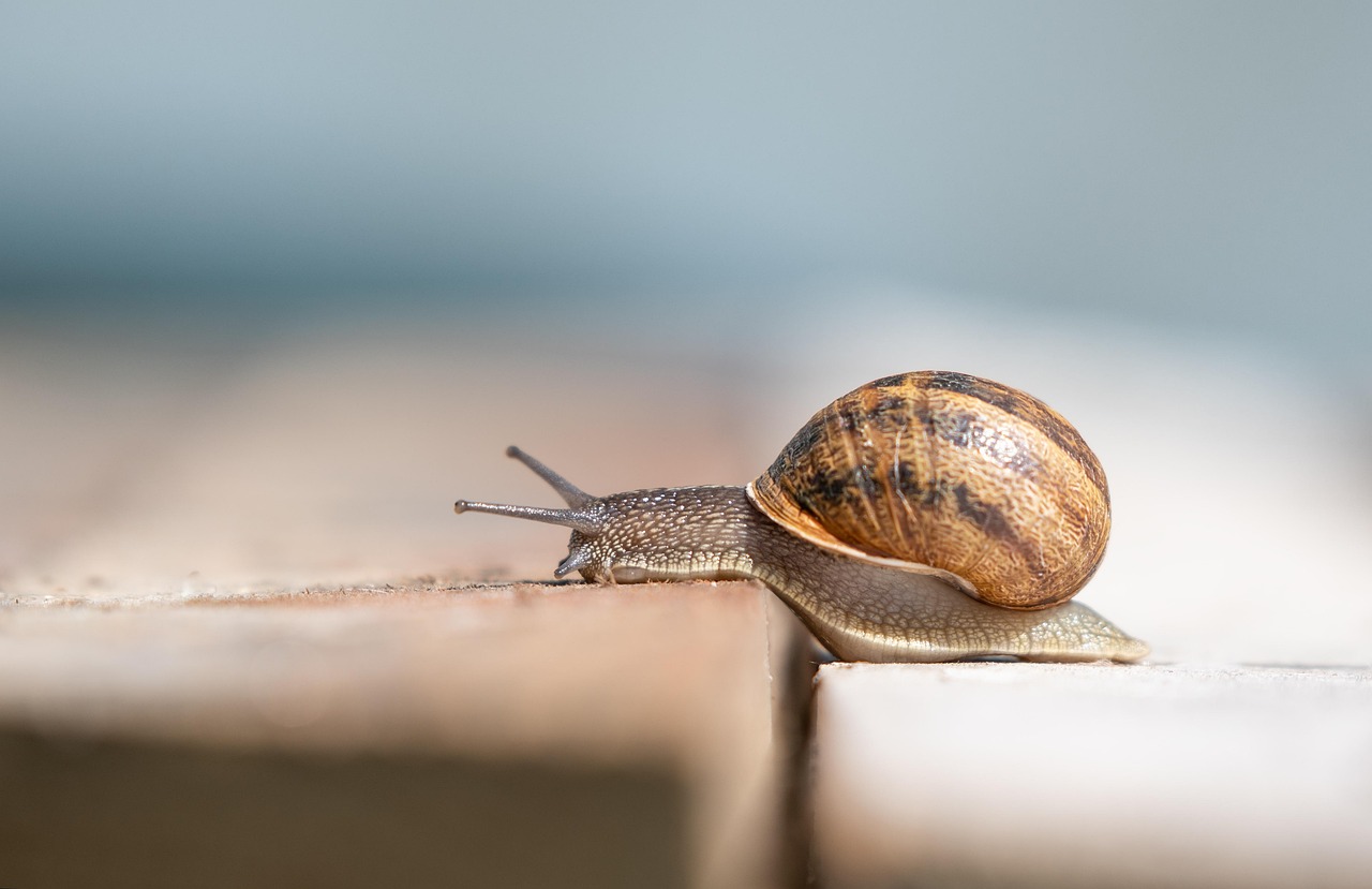 snail, shell, mollusk, snail shell, slowly, nature, animal, fauna, gastropod, animal world, snail, snail, snail, snail, snail