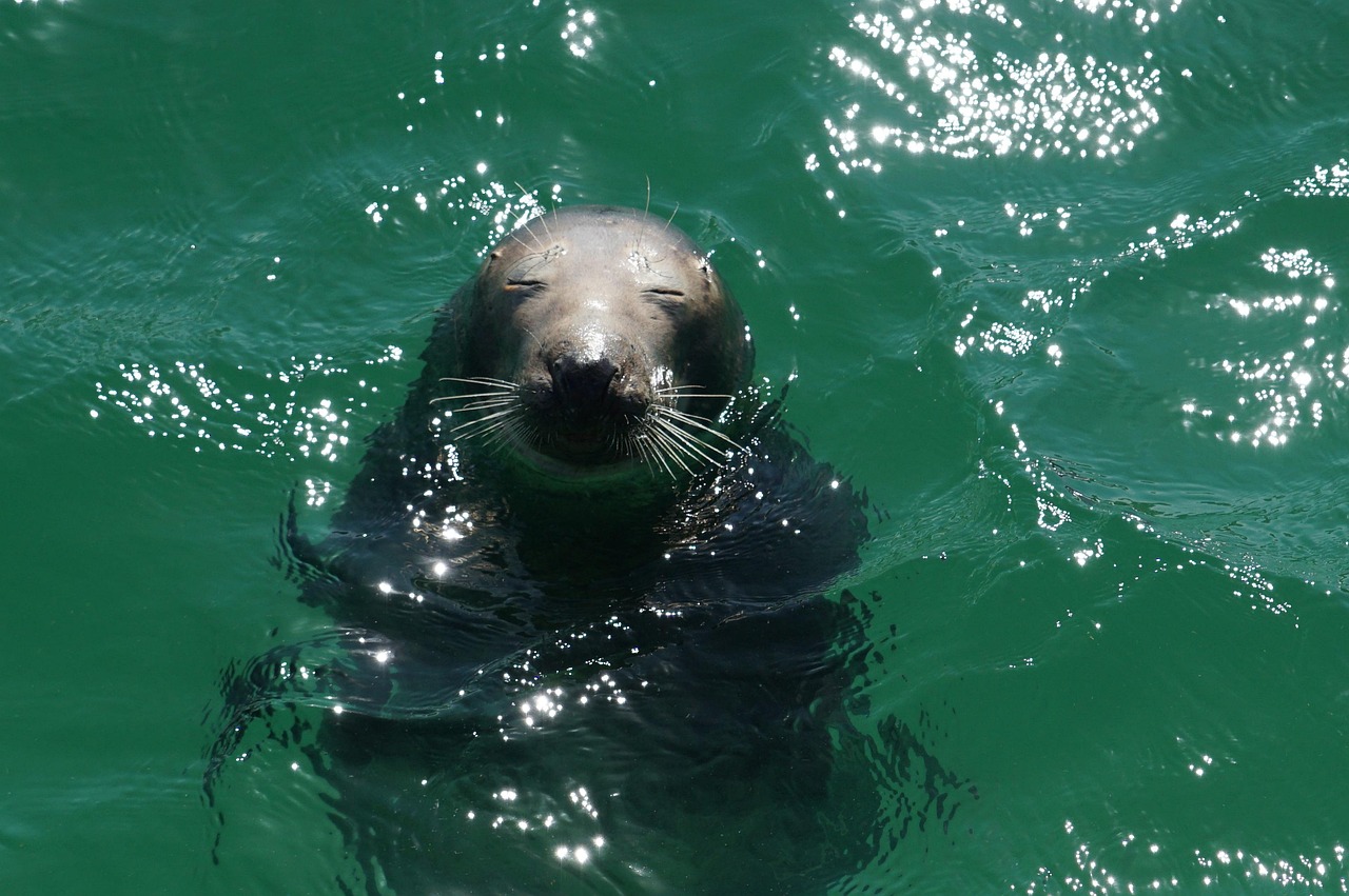 seal, animal, sea, wildlife, mammal, marine mammal, head, face, water, nature, closeup, seal, seal, seal, seal, seal