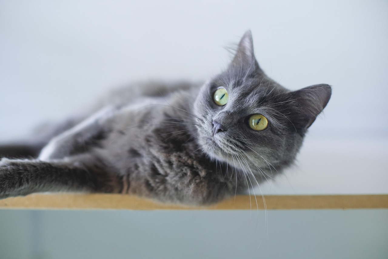 cat, grey cat, nature, animal, feline, pet