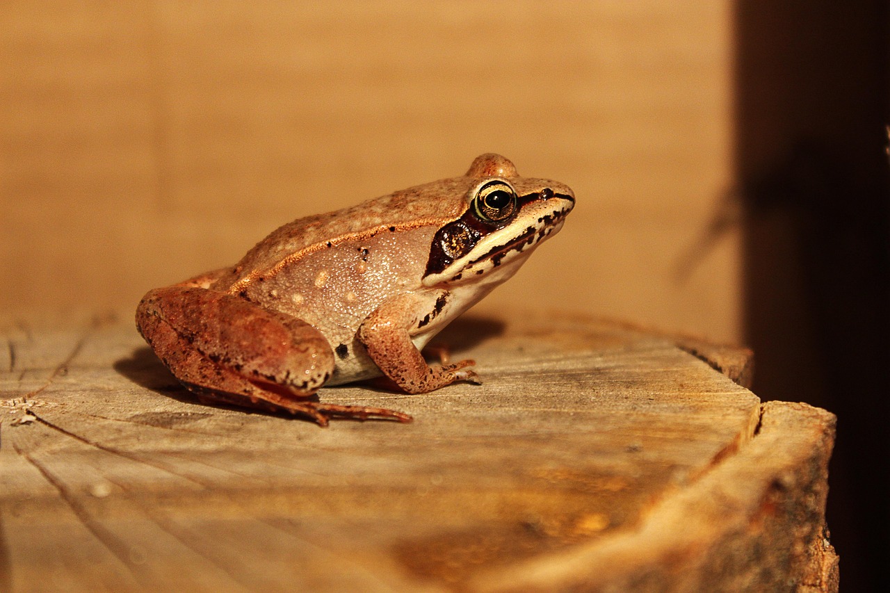 frog, amphibians, fauna, species, wildlife