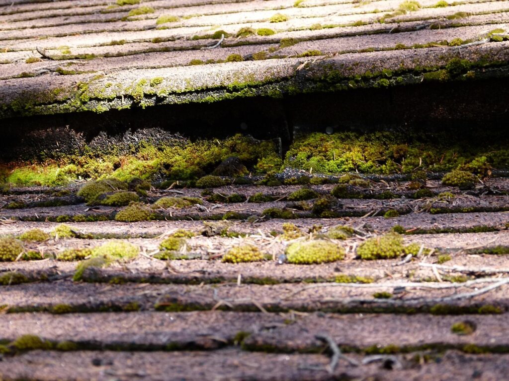 asphalt, shindles, moss covered, moss, humid, nature