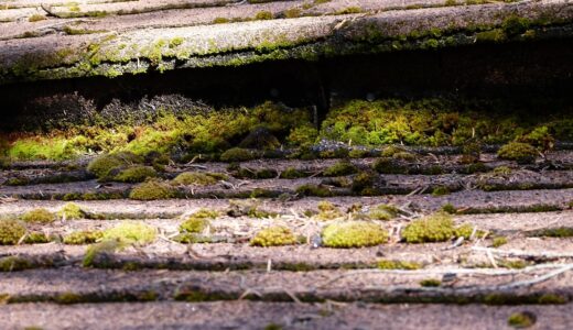 asphalt, shindles, moss covered, moss, humid, nature