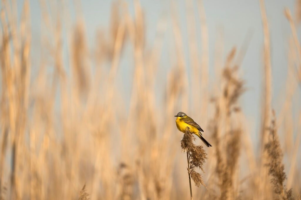bird, reeds, nature, wild, yellow, autumn hues, solitude, tranquility, bird on reed, living nature, songbird, natural scene, migration, biotope, landscape, natural habitat, lonely bird, river bird, color palette, yellow wagtail