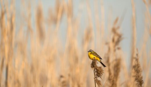 bird, reeds, nature, wild, yellow, autumn hues, solitude, tranquility, bird on reed, living nature, songbird, natural scene, migration, biotope, landscape, natural habitat, lonely bird, river bird, color palette, yellow wagtail