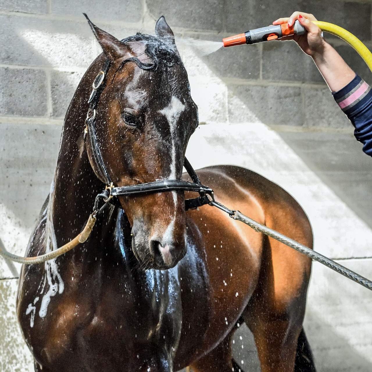 horse, nature, wet, water, shower, wash