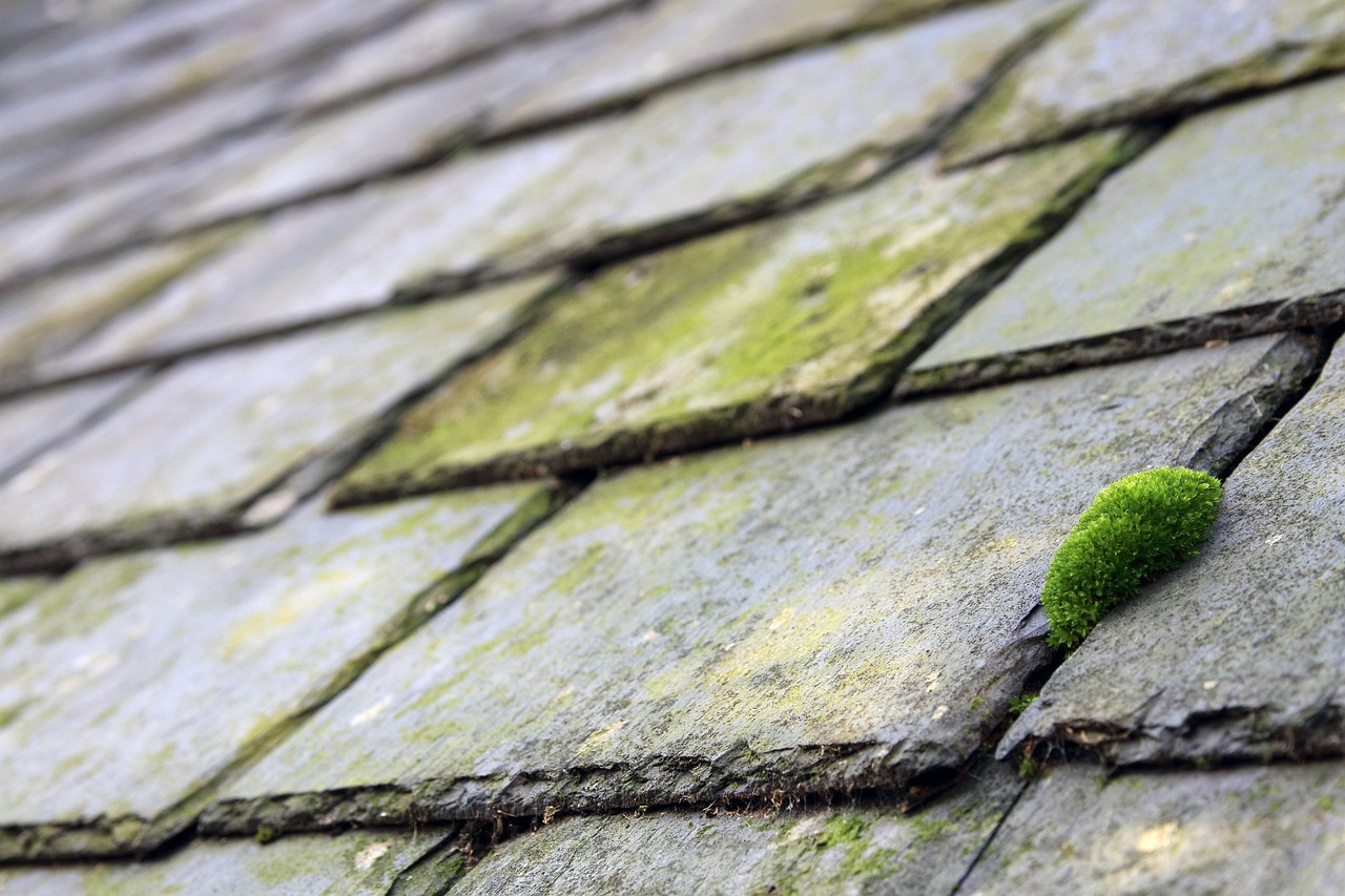 slates, moss, building, old, roof, roofing, structure, grey, weathered