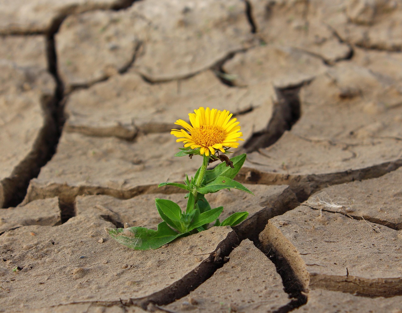 flower, life, yellow flower, crack, nature, desert, drought, survival, loneliness, beautiful flowers, dry, dirt, flower background, single flower, bloom, blossom, flower wallpaper, yellow petals